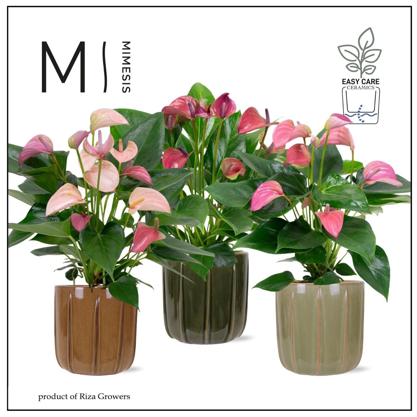 Riza Karma Plants Anthurium mix Pack of 4