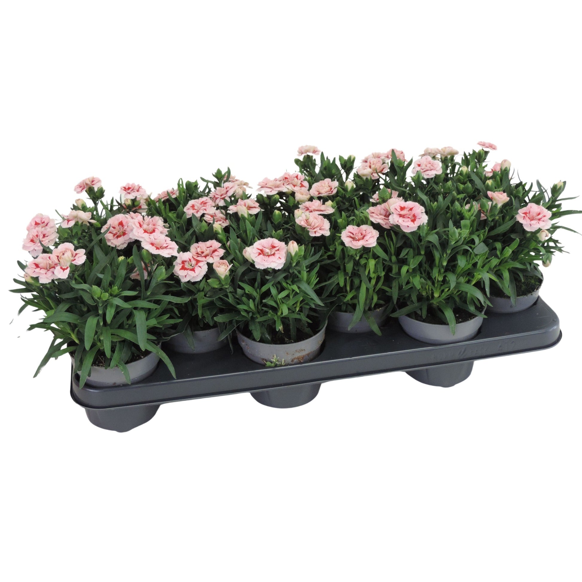 Dianthus Oscar Red Star 20cm 510cm Pot