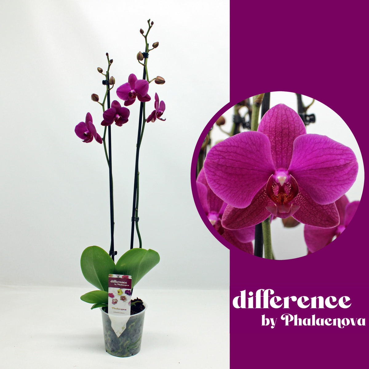 Phalaenopsis Vivaldi 70cm 12cm Pot