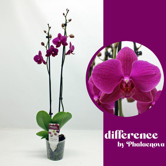 Phalaenopsis Vivaldi 70cm 12cm Pot