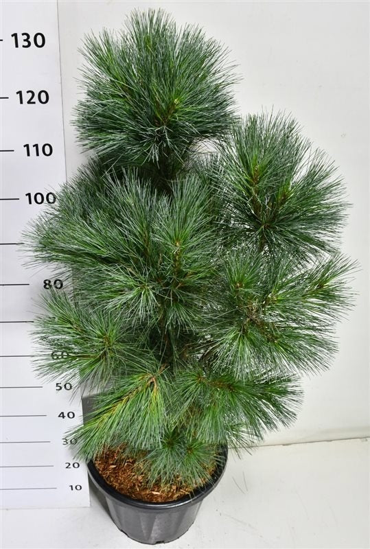 Bloemenkampen BV, Hkw. de Pinus wallichiana Pack of 1