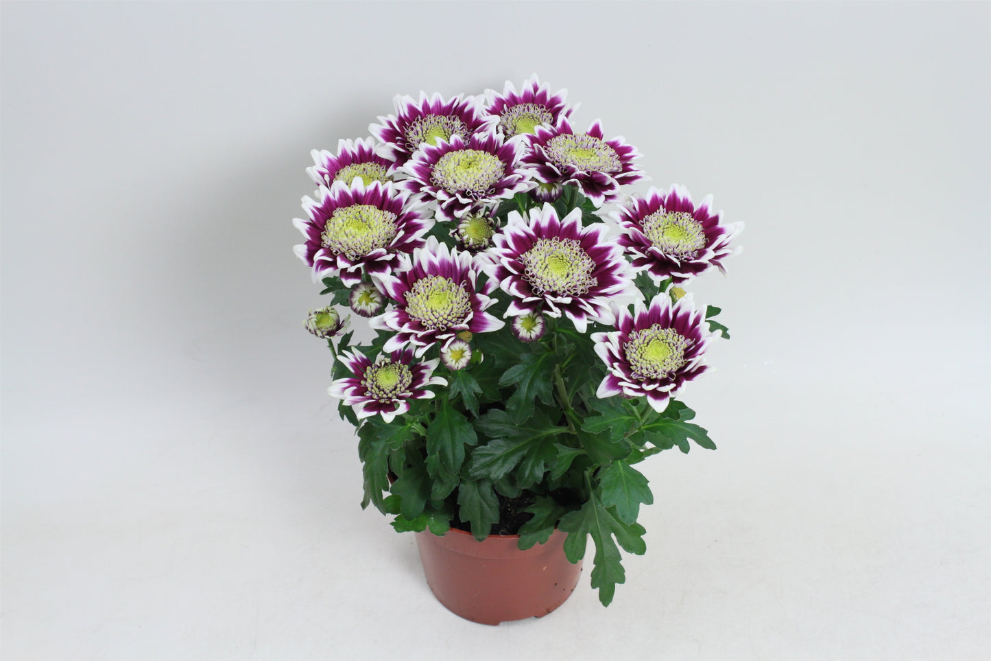 Chrysanthemum Splash Rocker 20cm 12cm Pot