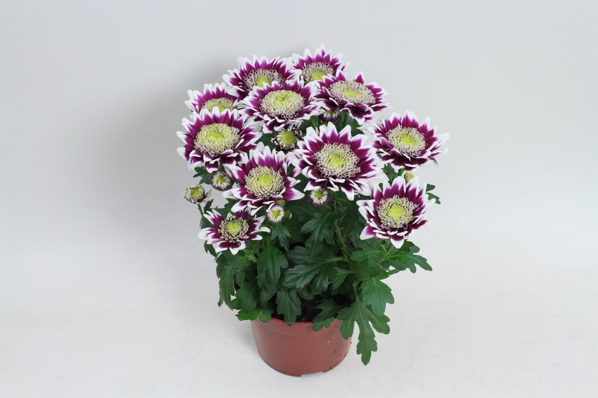 Chrysanthemum Splash Rocker 20cm 12cm Pot