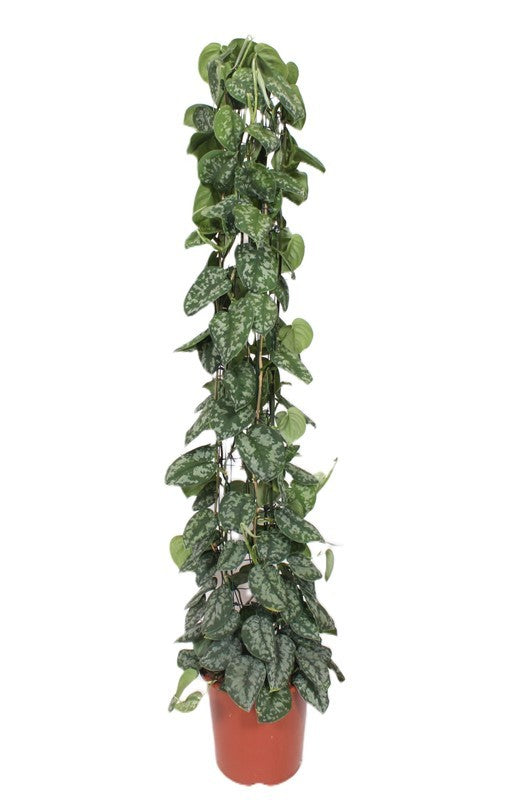 Scindapsus pic. Trebie 160cm 27cm Pot