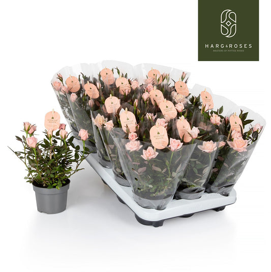 Rosa Rosaroma pink 25cm 510cm Pot