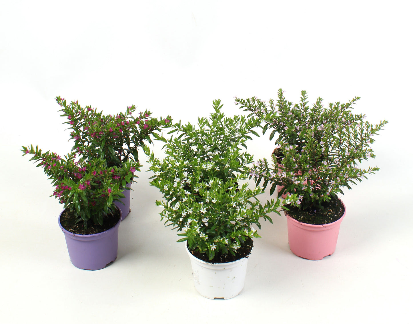 Cuphea hyssopifolia 20cm 510cm Pot