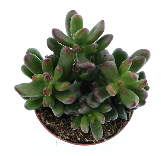 Crassula Oasis 12cm Special Pot (508)