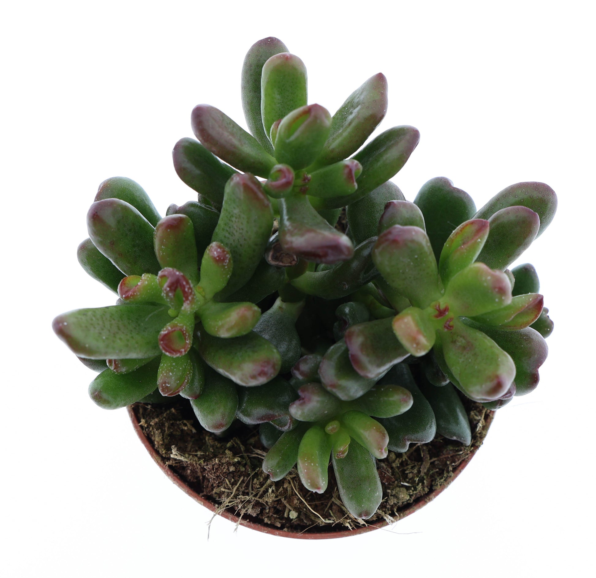 Euro Cactus Holland Bv Crassula Oasis Pack of 12