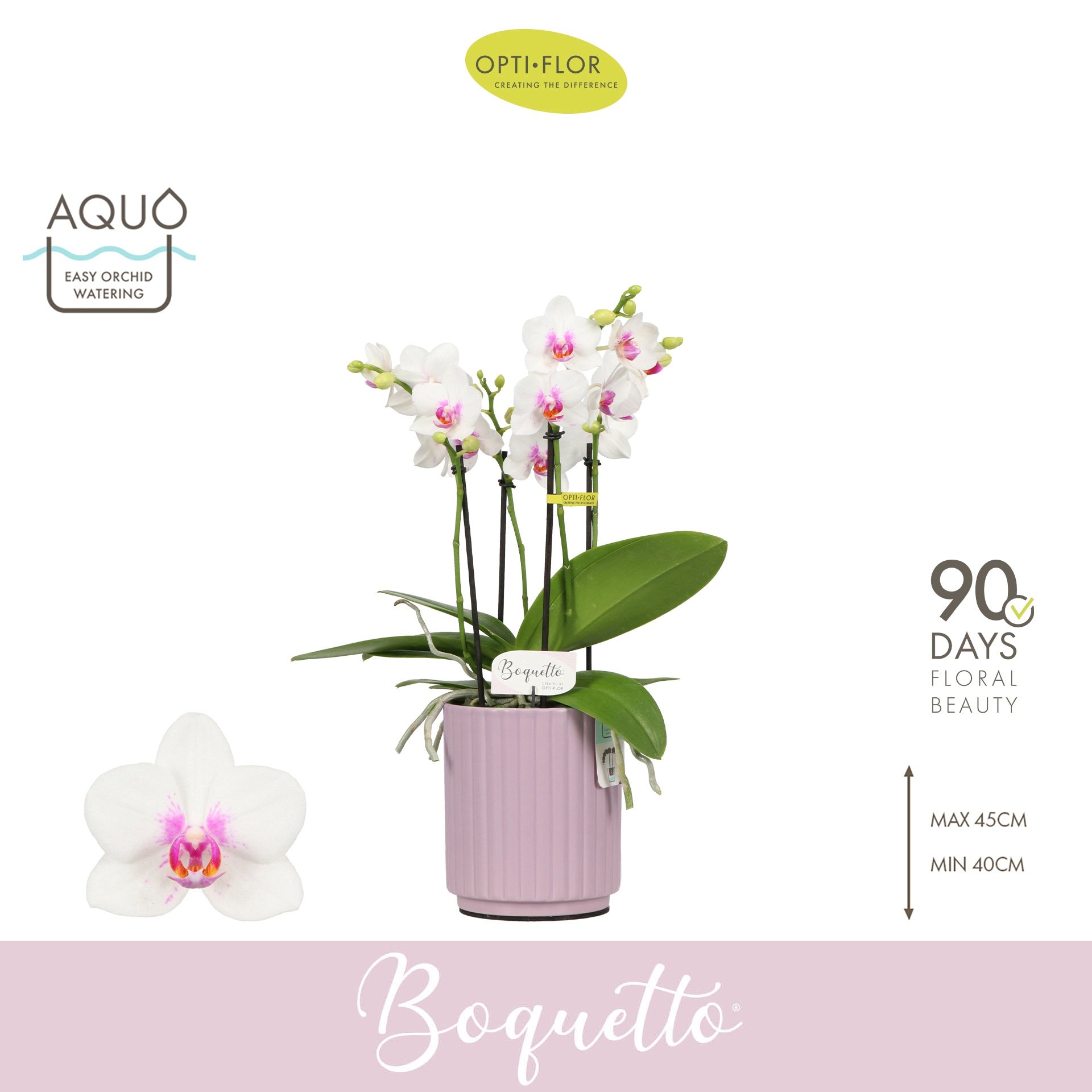 Phalaenopsis Boquetto Passione 40cm 12cm Pot