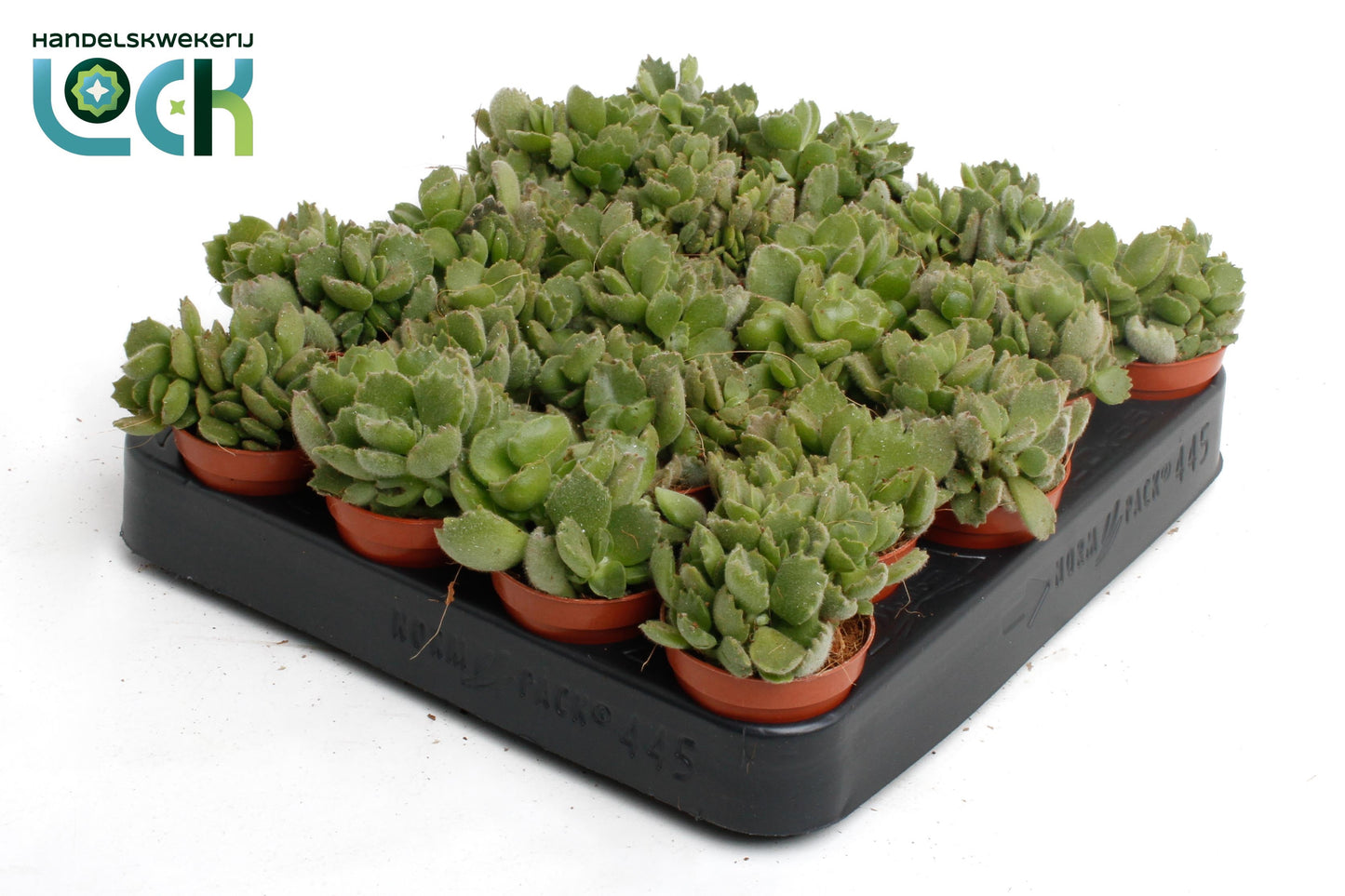 Cotyledon ladysmithiensis 10cm 505cm Pot