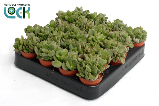 Cotyledon ladysmithiensis 10cm 505cm Pot