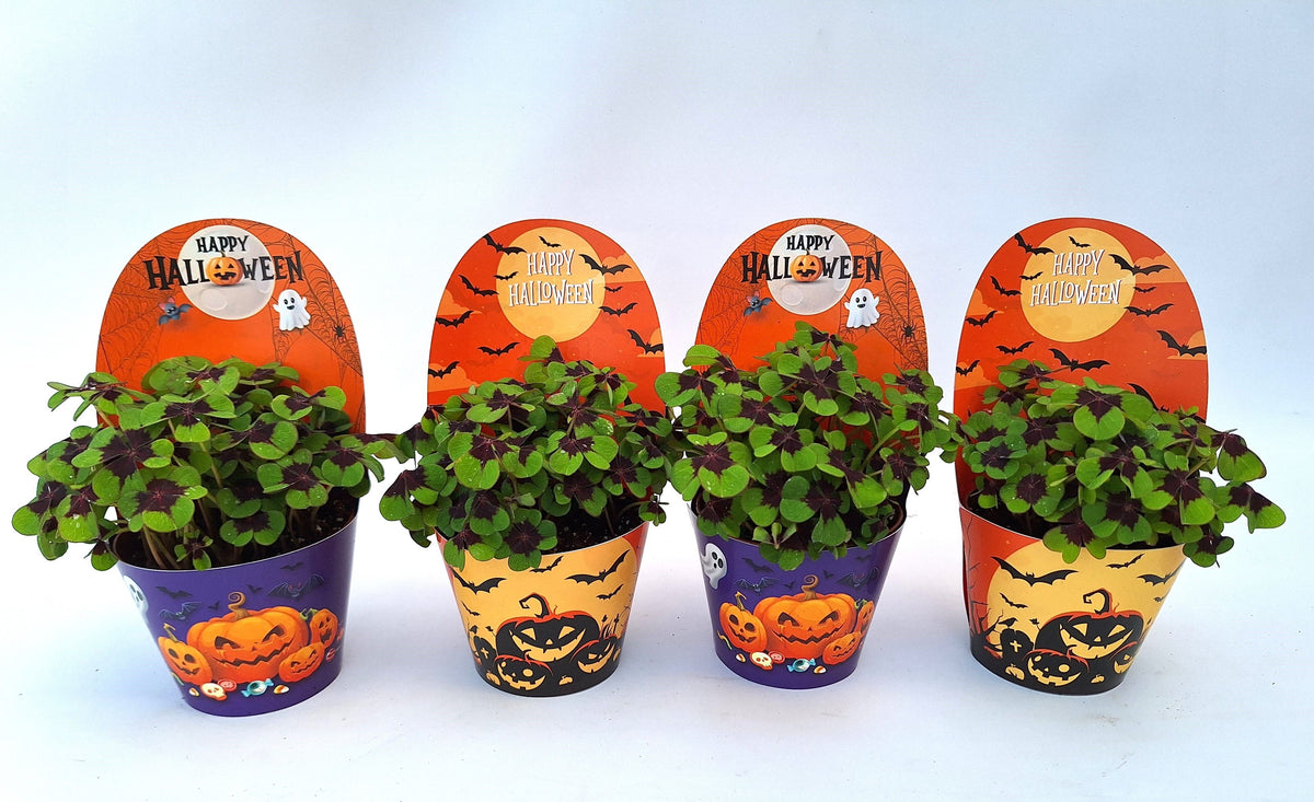 Oxalis deppei 17cm 9cm Pot