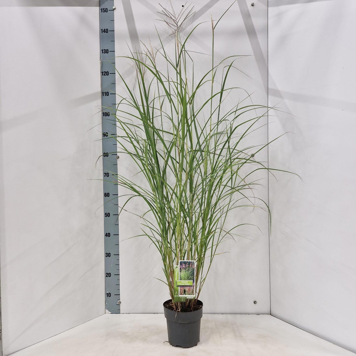 Miscanthus sinensis Ferner Osten 135cm 19cm Pot