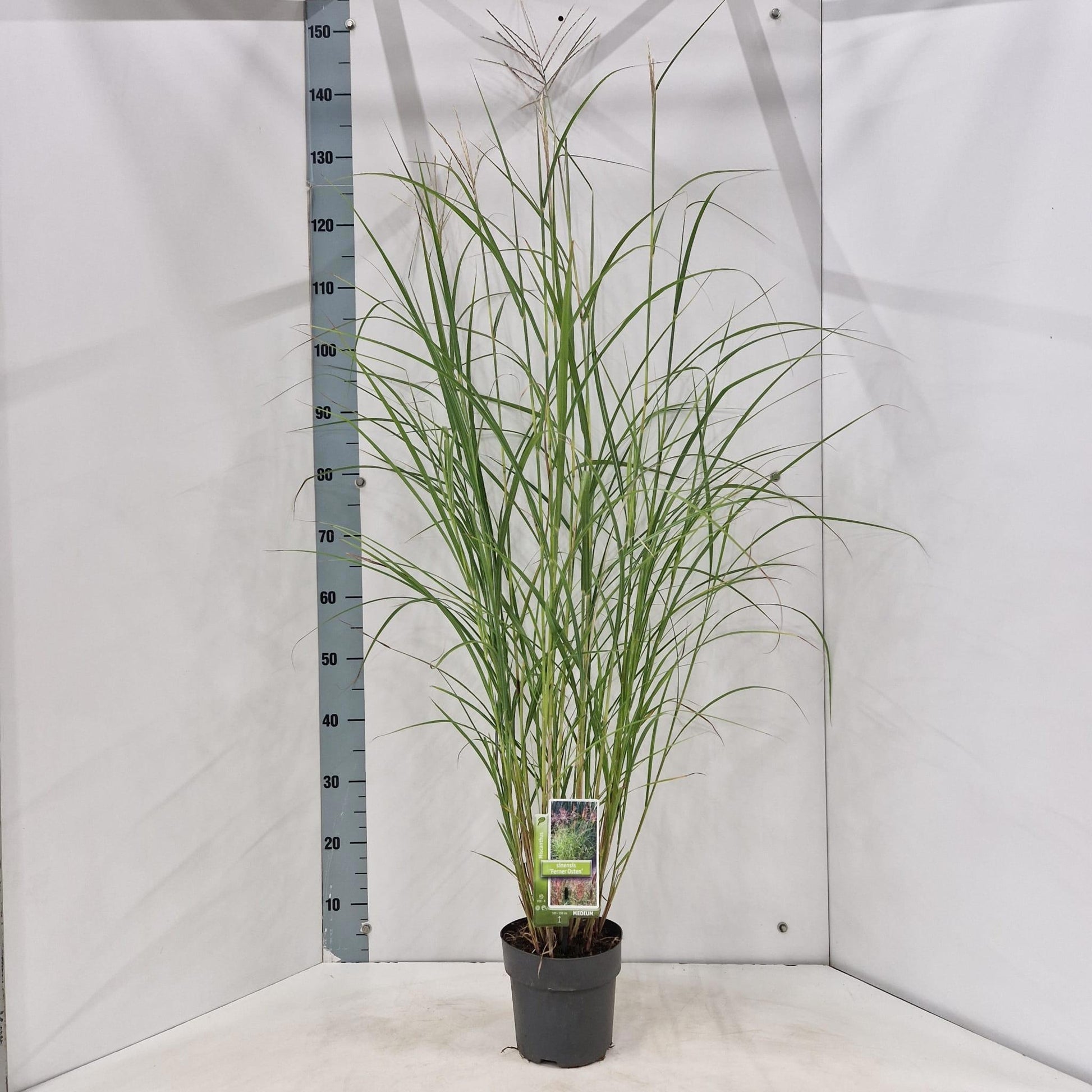 Miscanthus sinensis Ferner Osten 135cm 19cm Pot