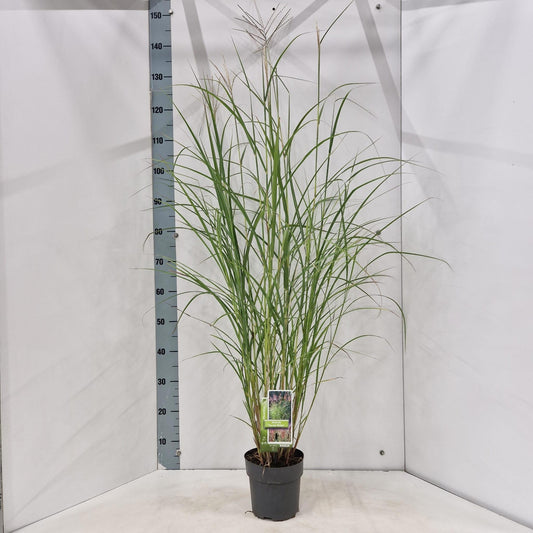 Miscanthus sinensis Ferner Osten 135cm 19cm Pot