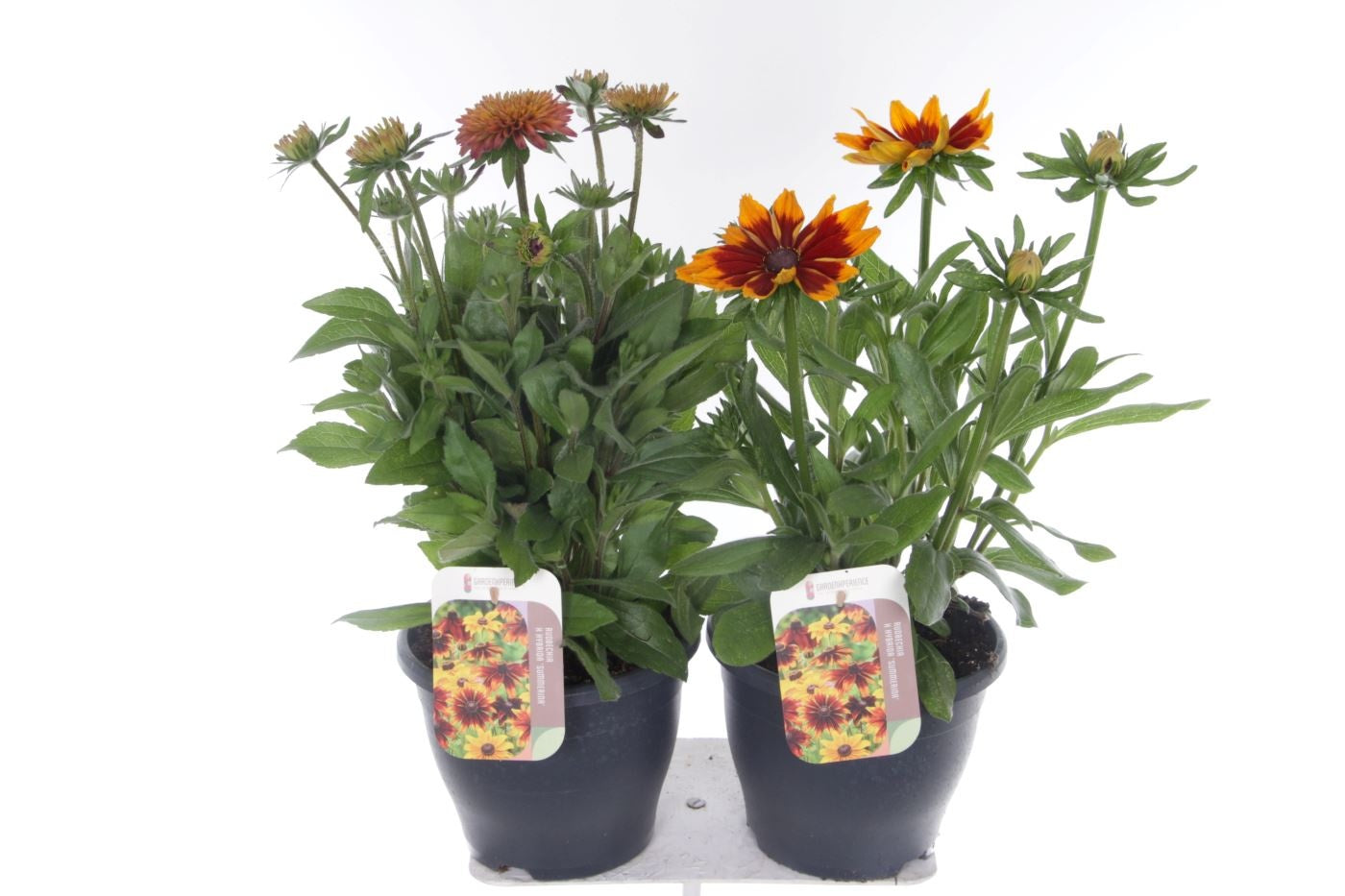 Rudbeckia 55cm 23cm Pot