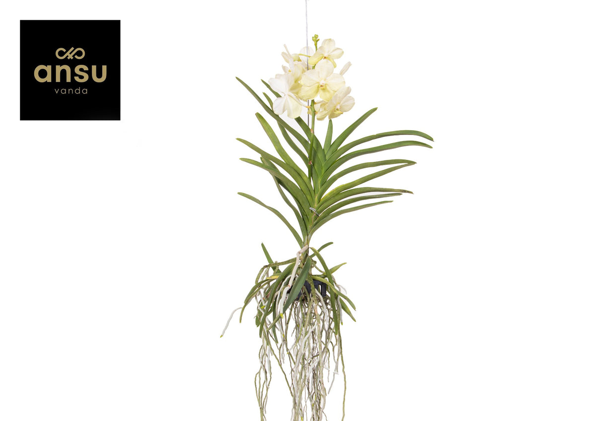Vanda Tayanee White 60cm 15cm Pot