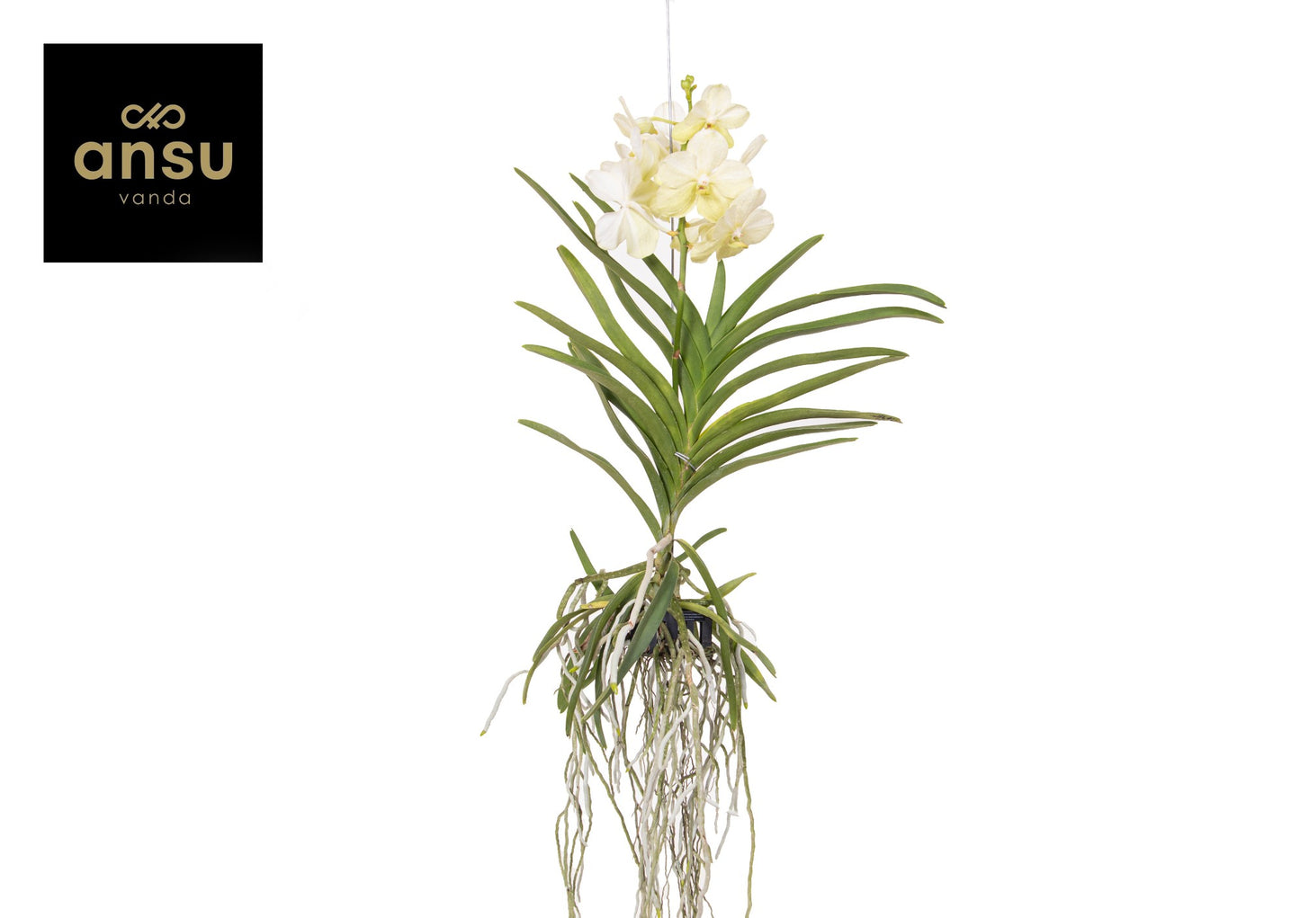 Vanda Tayanee White 60cm 15cm Pot