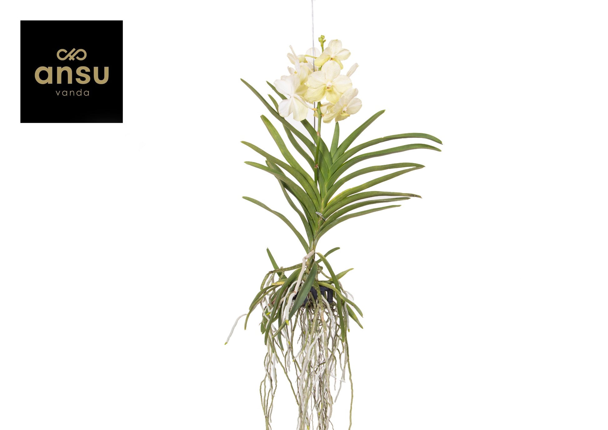 Vanda Tayanee White 60cm 15cm Pot