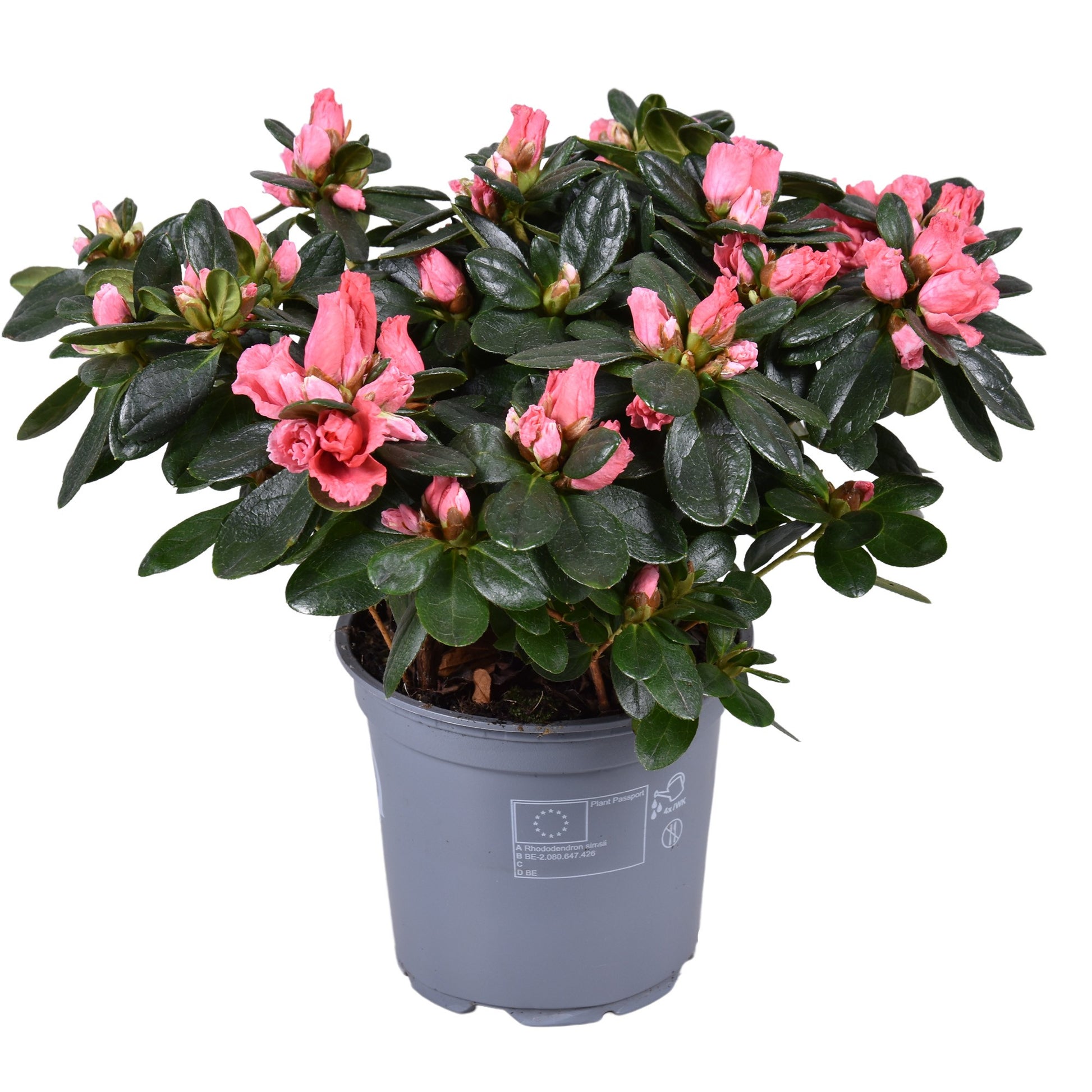 Meerrust Vof Rhododendron Vogel Salmon Pack of 8