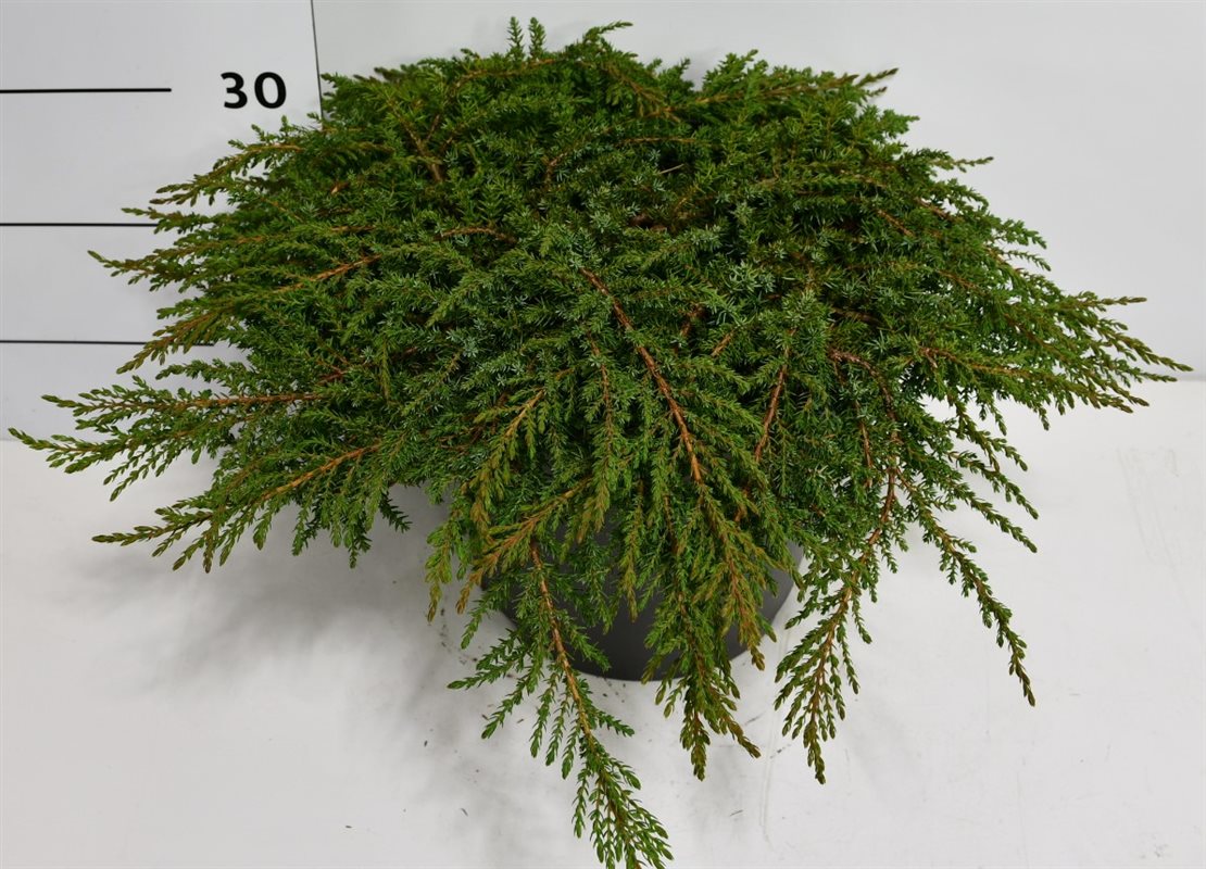 Juniperus Green Carpet 30cm 32cm Pot