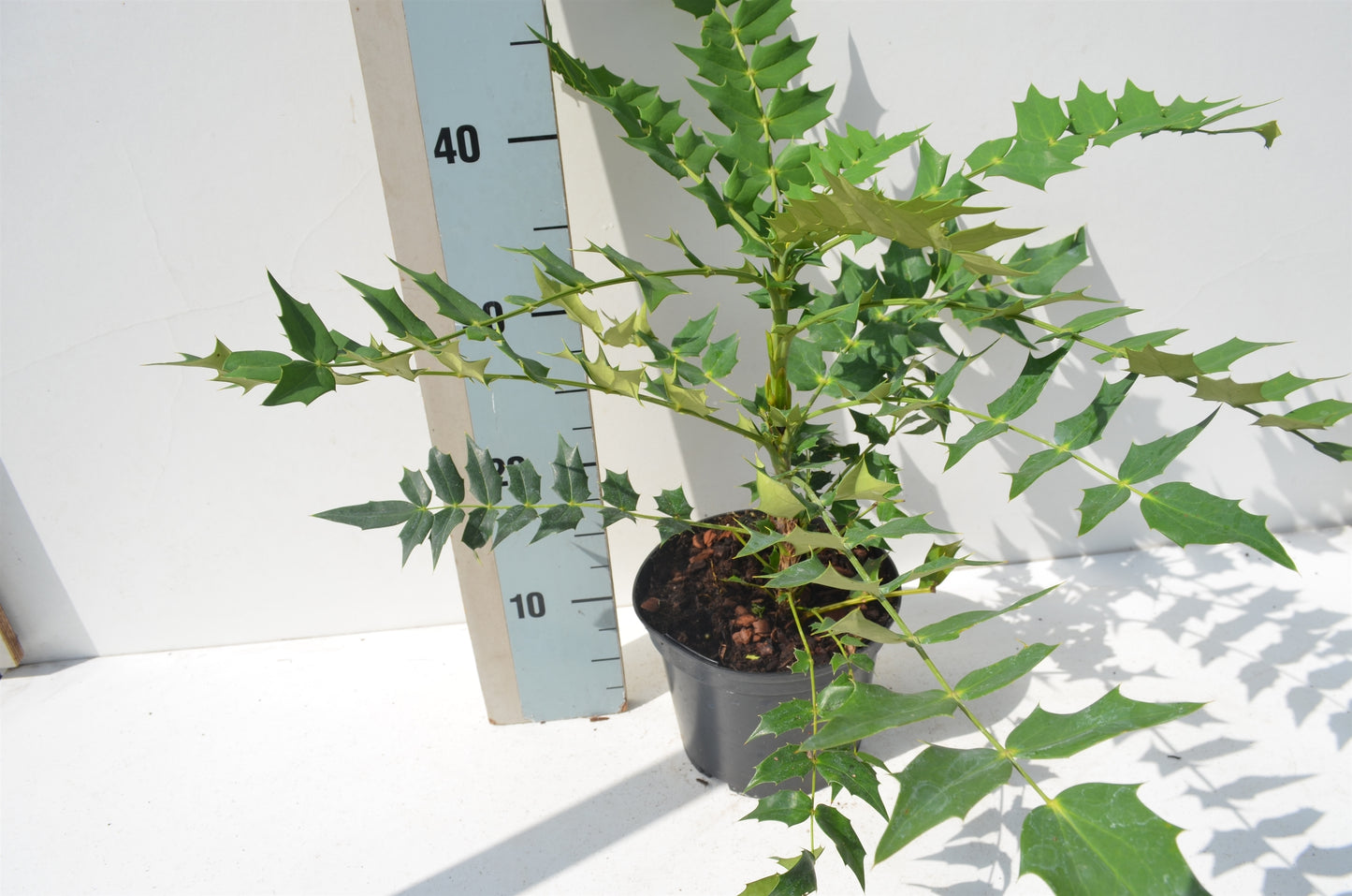 Mahonia med. Charity 45cm 17cm Pot