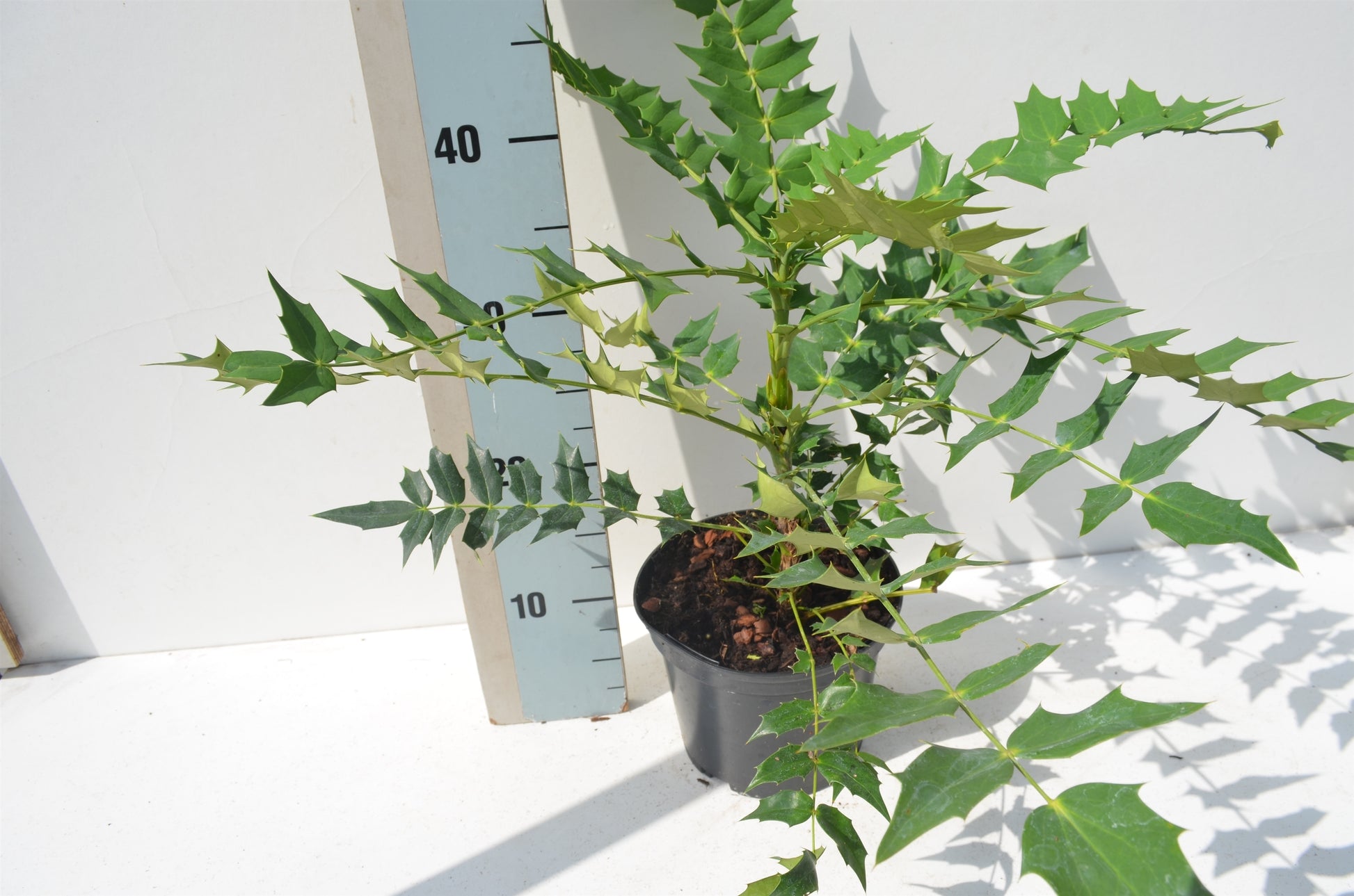 Mahonia med. Charity 45cm 17cm Pot