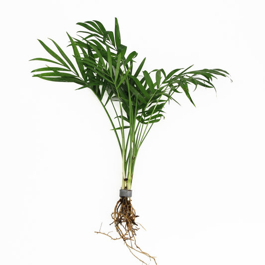 Aquarium plant mix 5cm 2cm Pot
