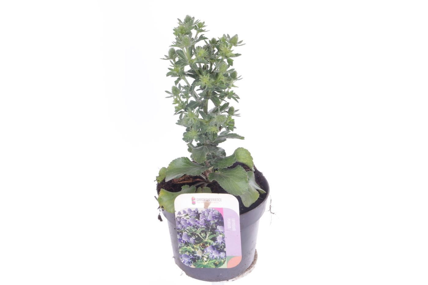 Eryngium planum 20cm 13cm Pot