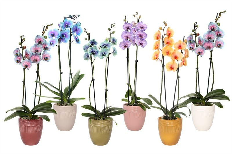 Phalaenopsis Hybrid 55cm 12cm Pot