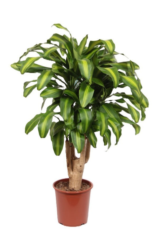 Dracaena frag. Massangeana 120cm 27cm Pot
