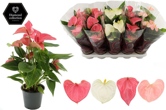 Anthurium mix 40cm 12cm Pot
