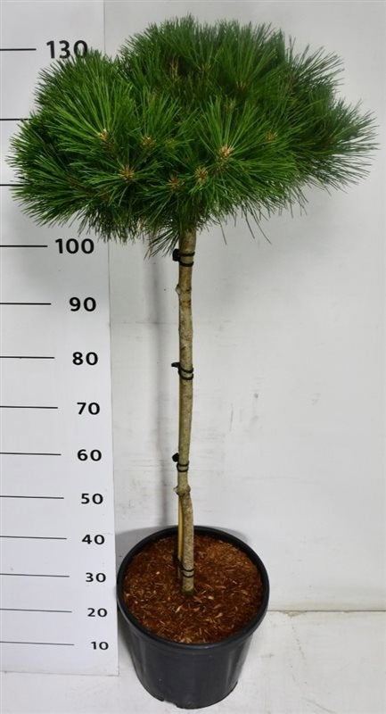 Pinus nigra Pierrick Bregeon 130cm 38cm Pot