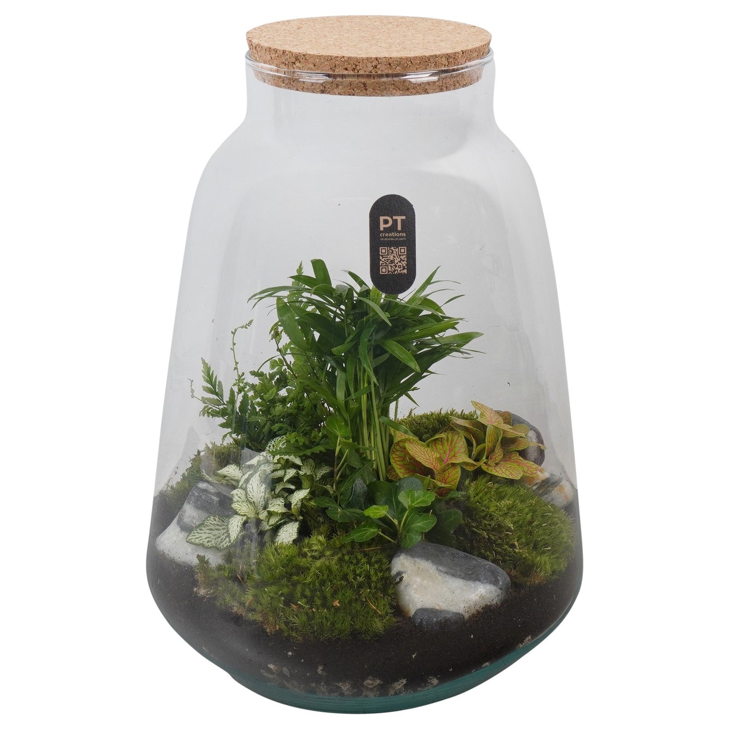 Indoor green arrangement 36cm 26cm Pot