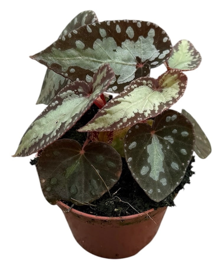 Begonia Cottage Bright Red 12cm 8cm Pot