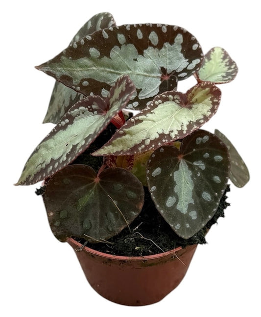Begonia Cottage Bright Red 12cm 8cm Pot
