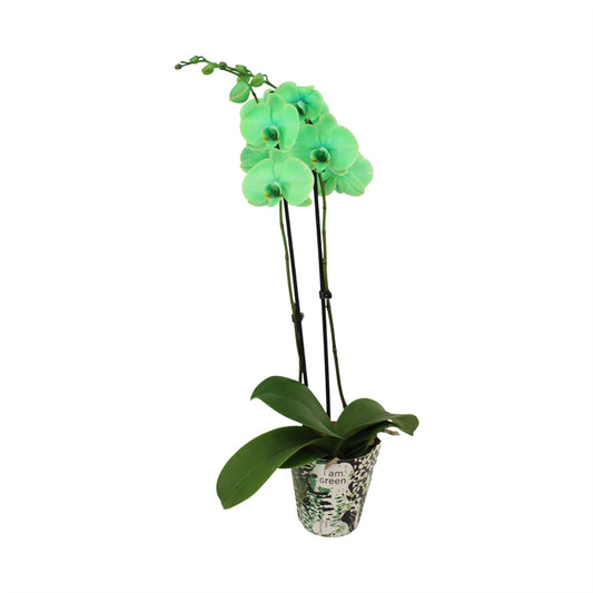 Phalaenopsis Hybrid 55cm 12cm Pot