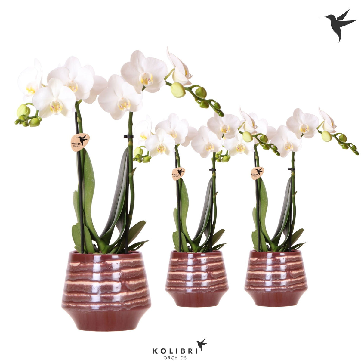 Phalaenopsis multiflora white 40cm 9cm Pot
