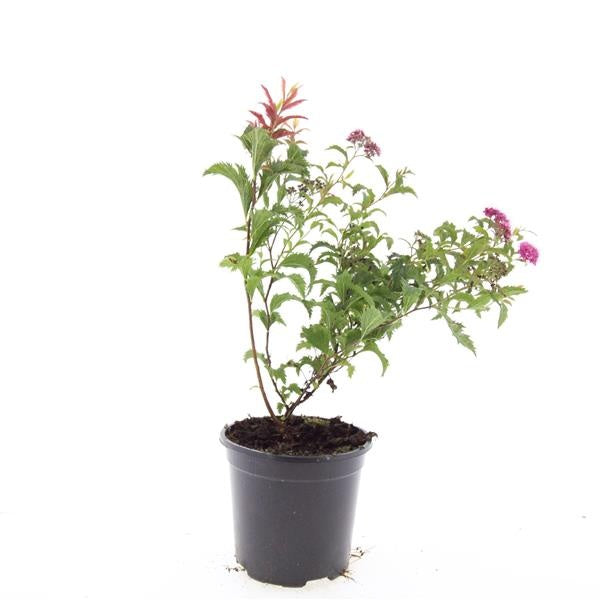 Boer, W.T.M. de Spiraea japonica Crispa Pack of 8