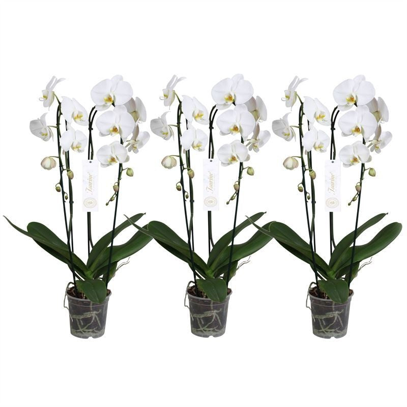 Phalaenopsis white 75cm 15cm Pot