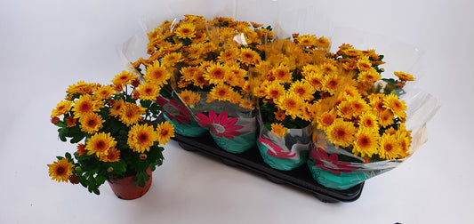 Chrysanthemum Splash Yellow 27cm 14cm Pot