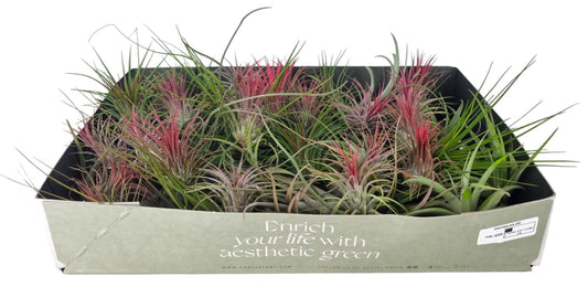 Tillandsia mix 6cm 6cm Pot