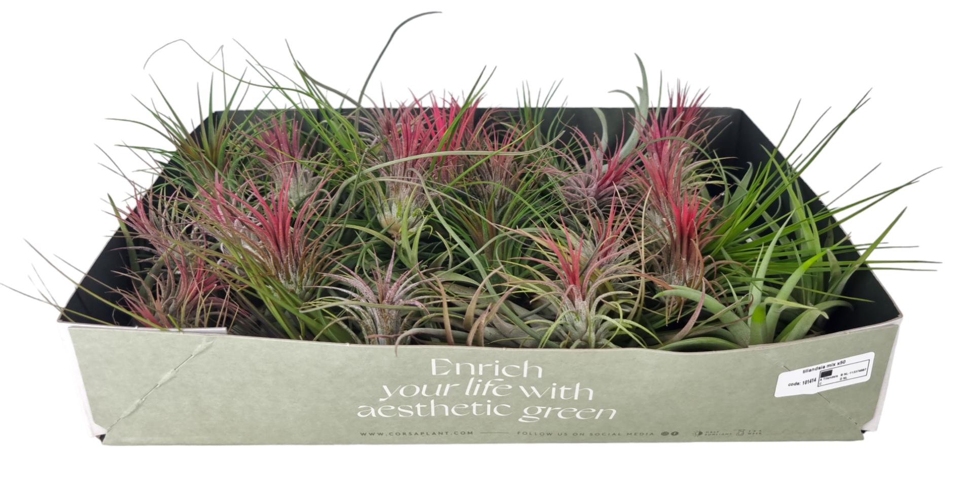 Corsaplant Tillandsia ionantha Pack of 50