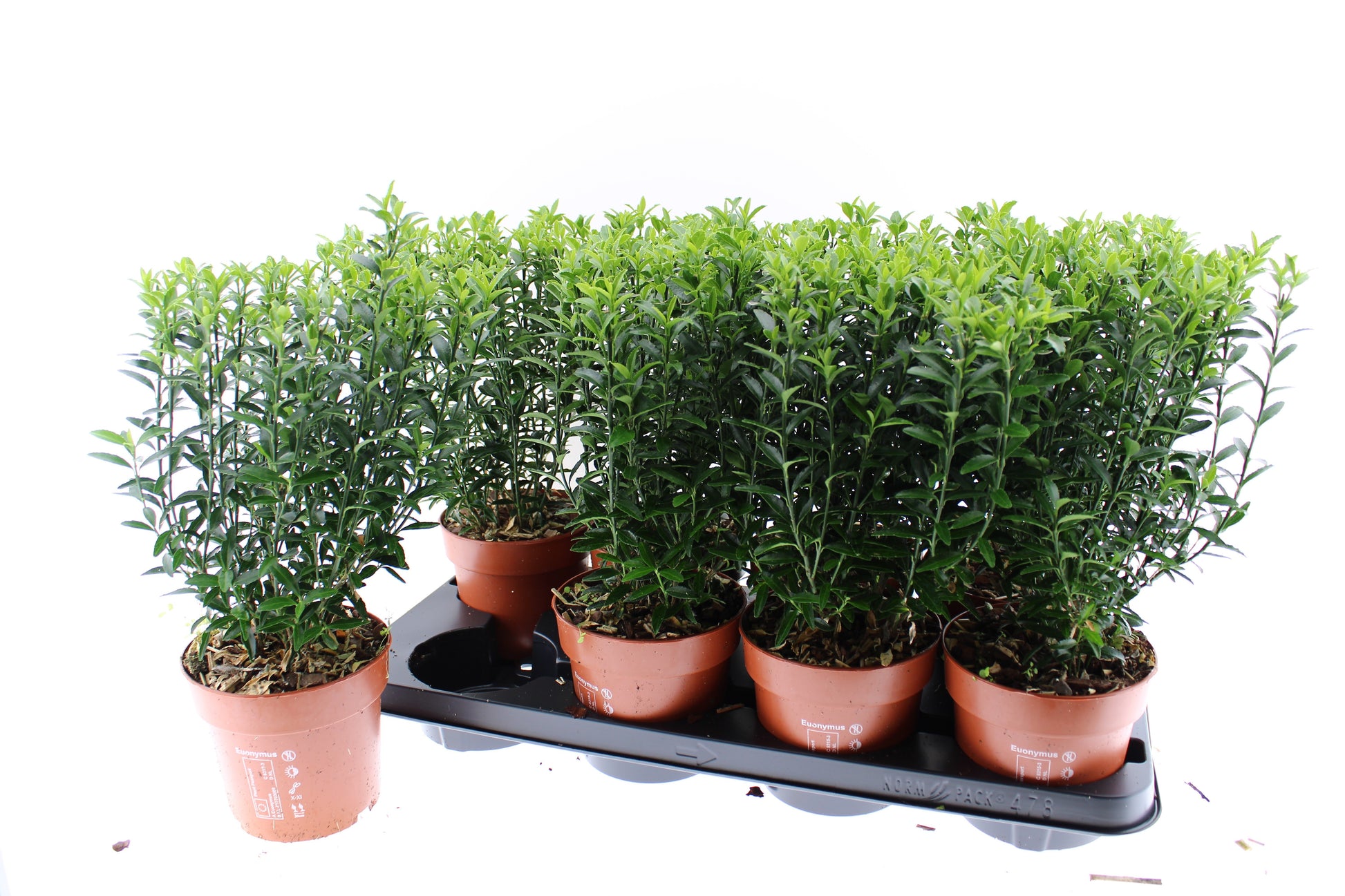 Euonymus jap. Microphyllus 40cm 13cm Pot