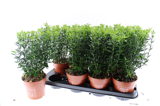 Euonymus jap. Microphyllus 40cm 13cm Pot