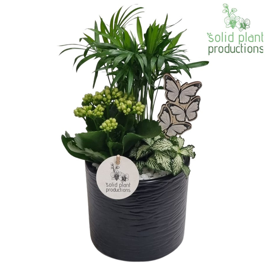 CH001 Amy Black 35cm 14cm Pot