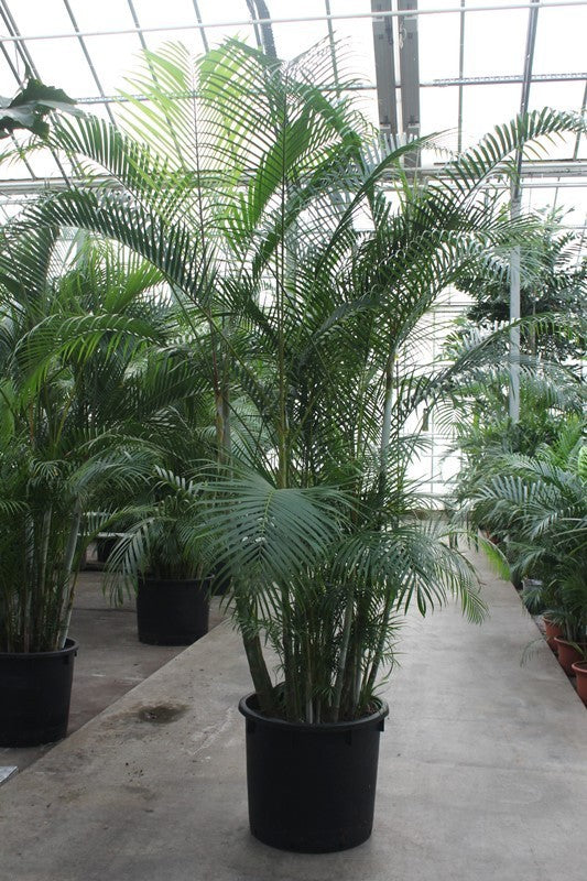 Dypsis lutescens 320cm 70cm Pot