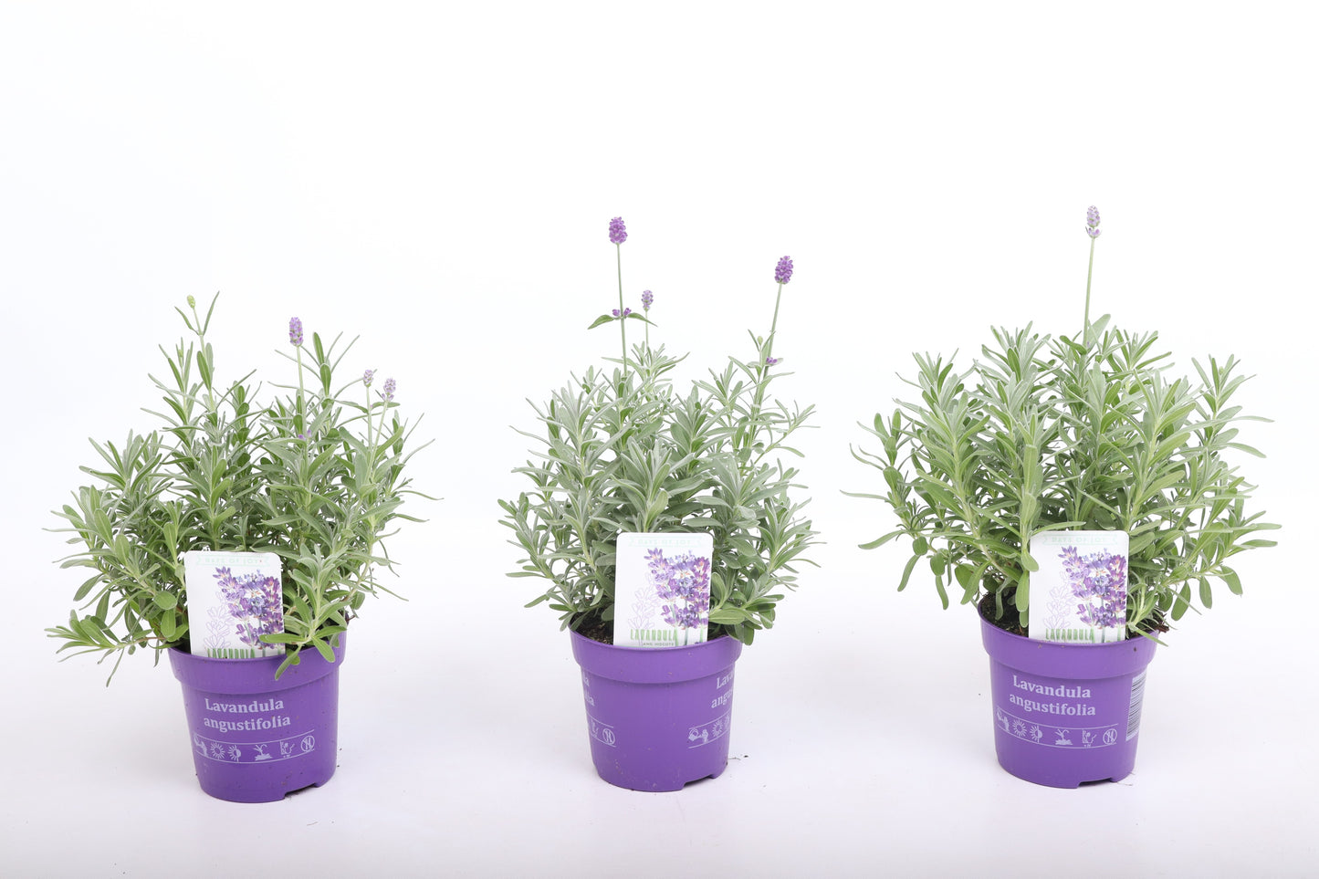 Lavandula angustifolia 25cm 510cm Pot