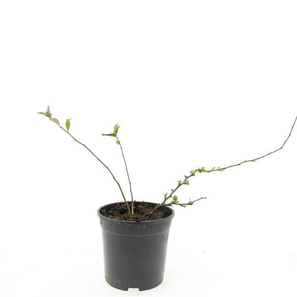 Chaenomeles sup. Jet Trail 10cm 14cm Pot