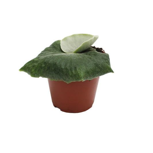 Platycerium superbum 15cm 12cm Pot